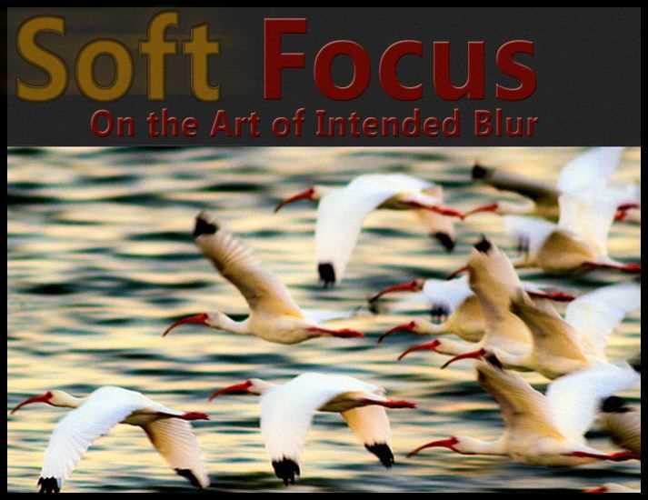 The Secrets of Soft Focus How to Master the Art of Blurring